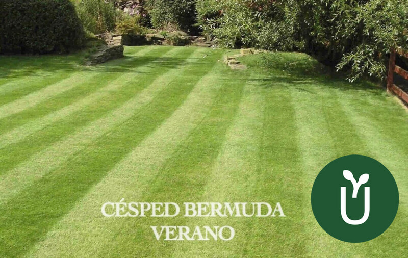 SEMILLAS CÉSPED BERMUDA VERANO - Canchas deportivas Jardines - 25 kg 