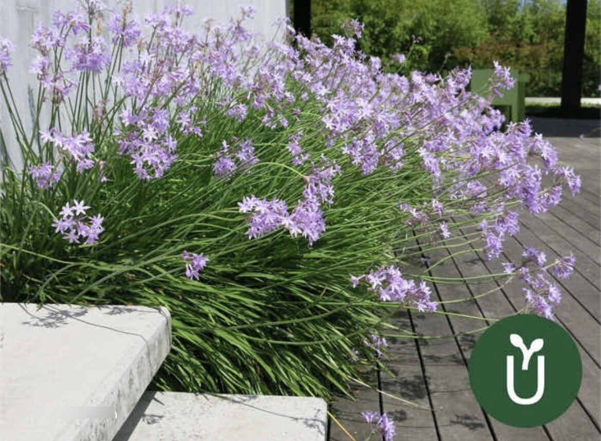 TULBAGHIA