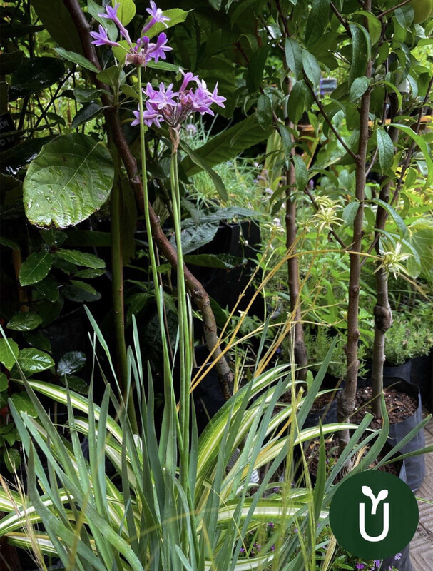 TULBAGHIA