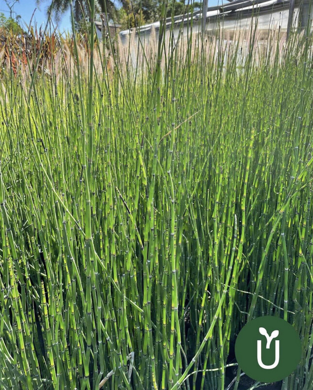 COLA DE CABALLO - EQUISETUM