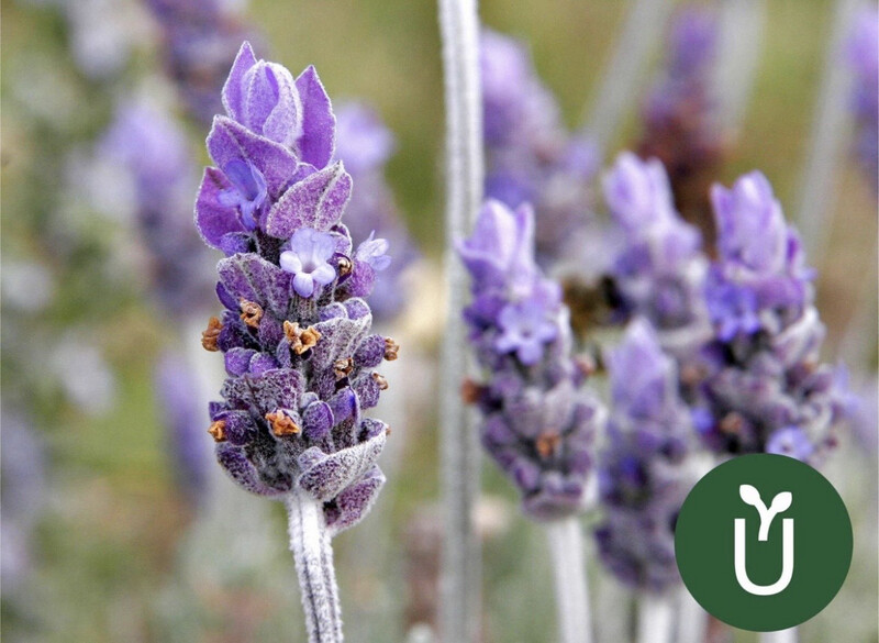LAVANDA