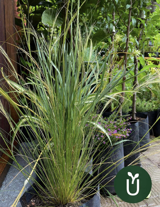 STIPA