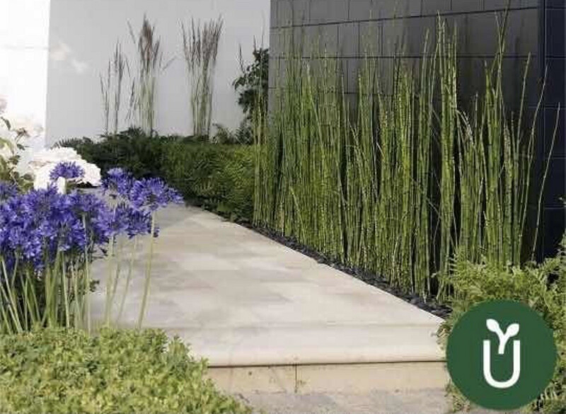 COLA DE CABALLO - EQUISETUM