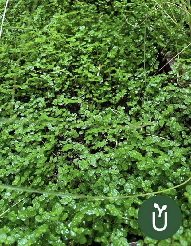 TAPIZANTE DECORATIVA- SOLEIROLIA - Interior y Exterior - Paisajismo