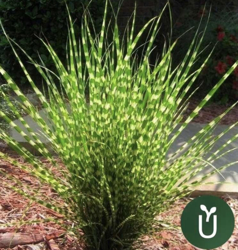 MISCANTHUS ZEBRINUS