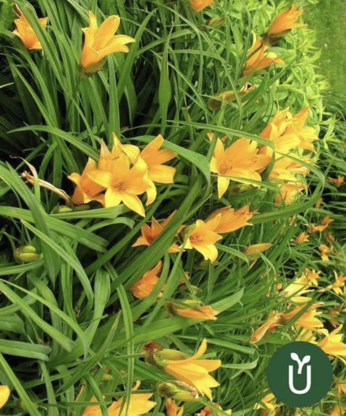HEMEROCALLIS
