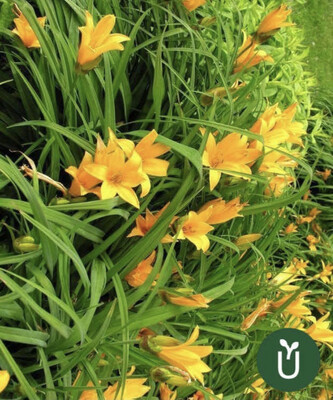 HEMEROCALLIS