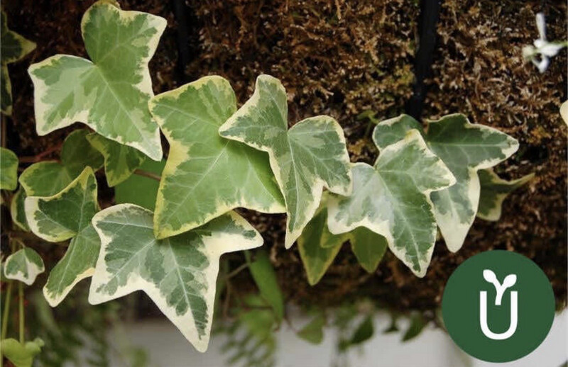 HIEDRA VARIEGADA TREPADORA