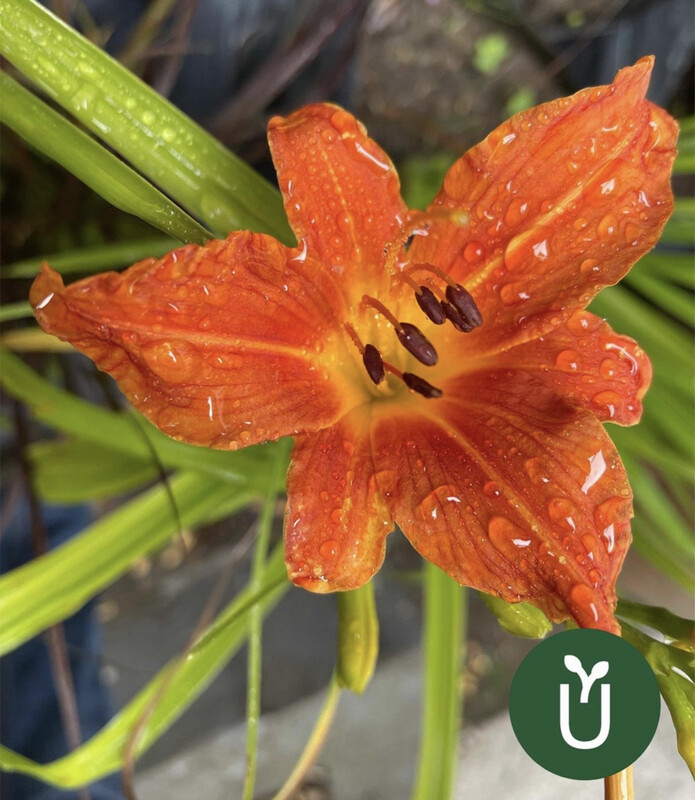 HEMEROCALLIS