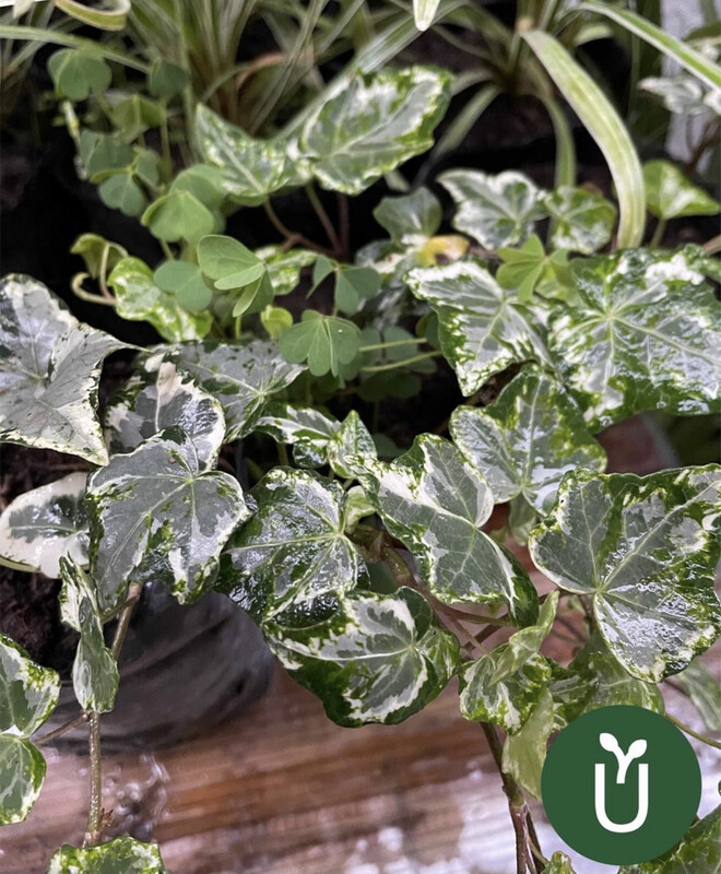 HIEDRA VARIEGADA TREPADORA