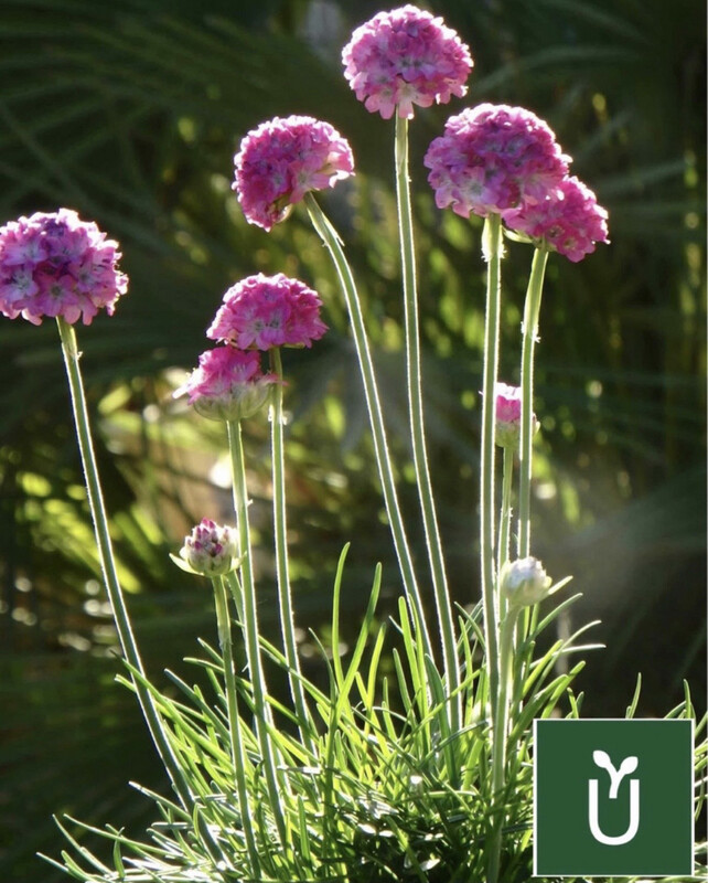 ARMERIA