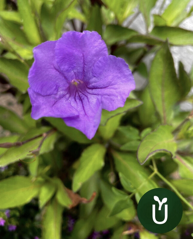 RUELLIA