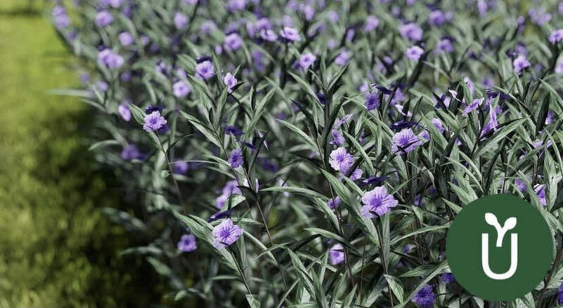 RUELLIA