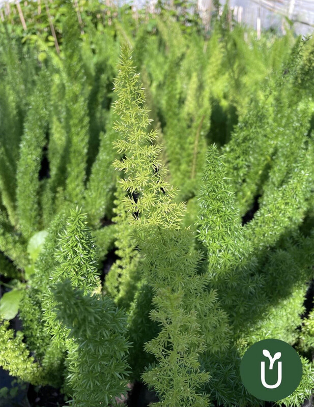 ASPARAGUS MEYERI
