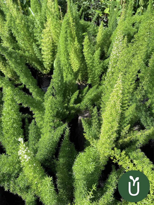 ASPARAGUS MEYERI