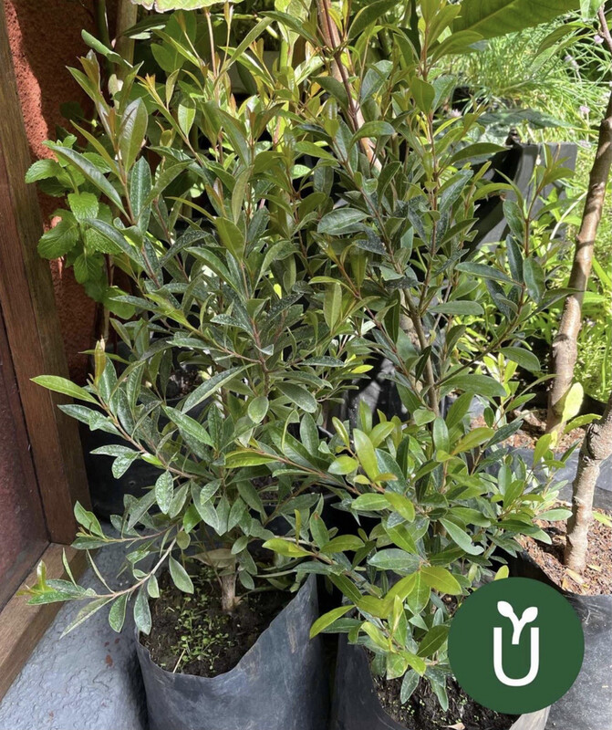 EUGENIA