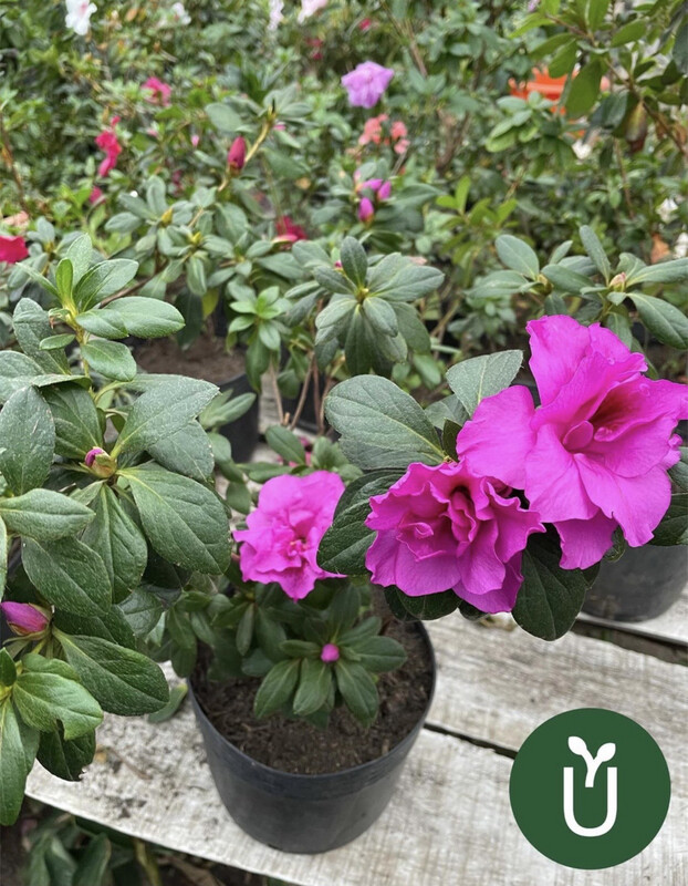 AZALEA