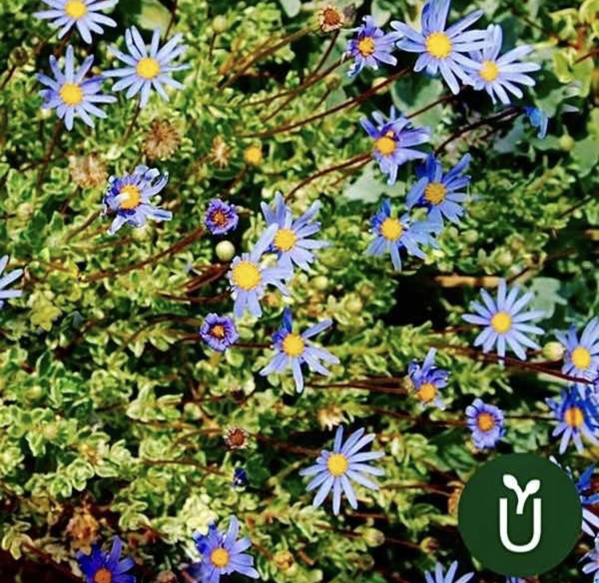 FELICIA VARIEGADA