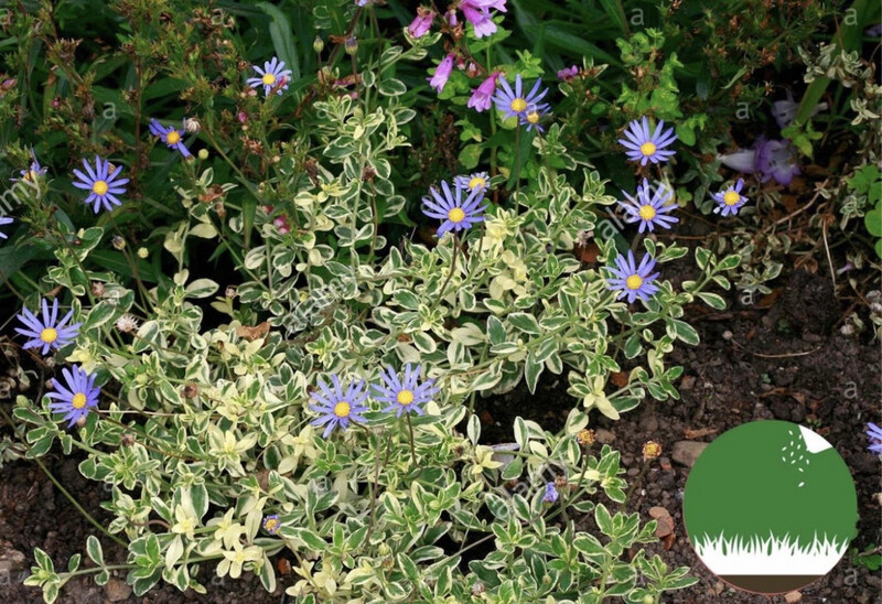 FELICIA VARIEGADA