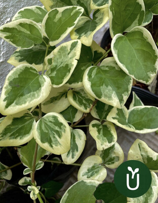 VINCA VARIEGADA