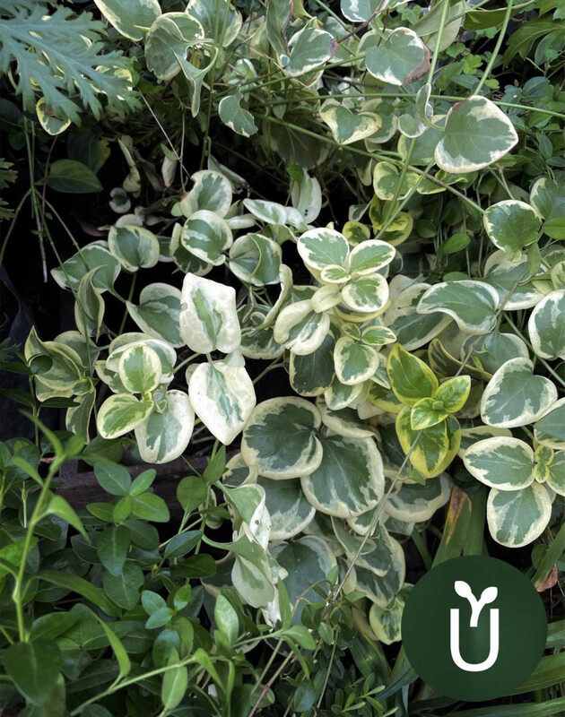 VINCA VARIEGADA
