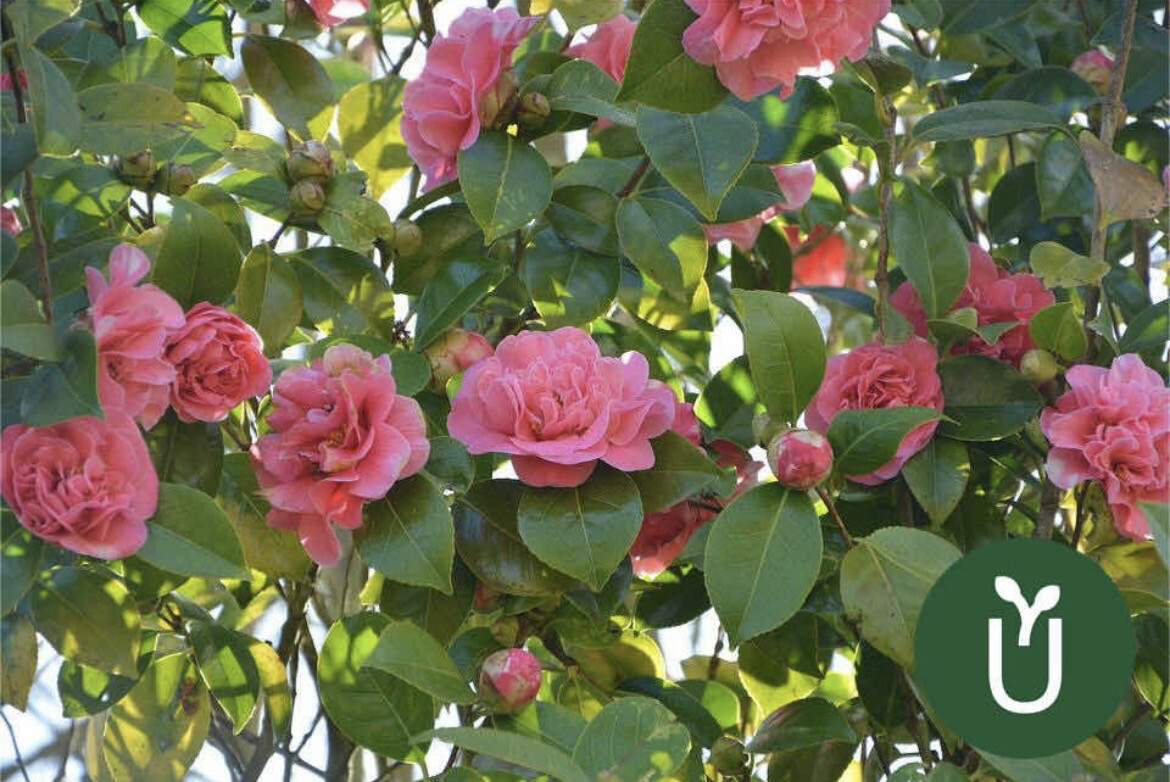 CAMELIA CHICA