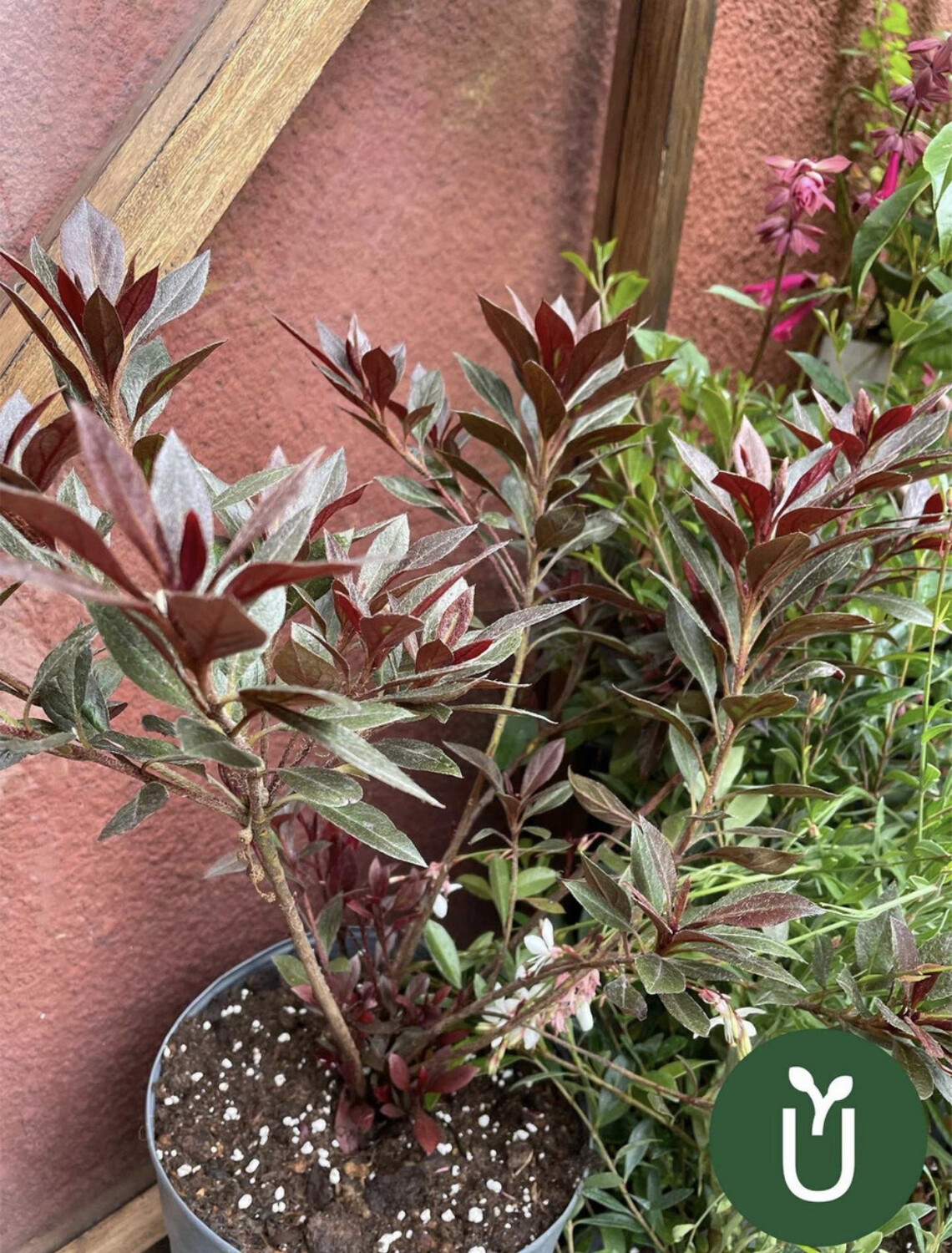 AZALEA