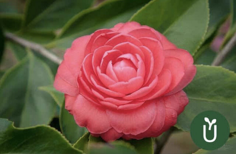 CAMELIA CHICA