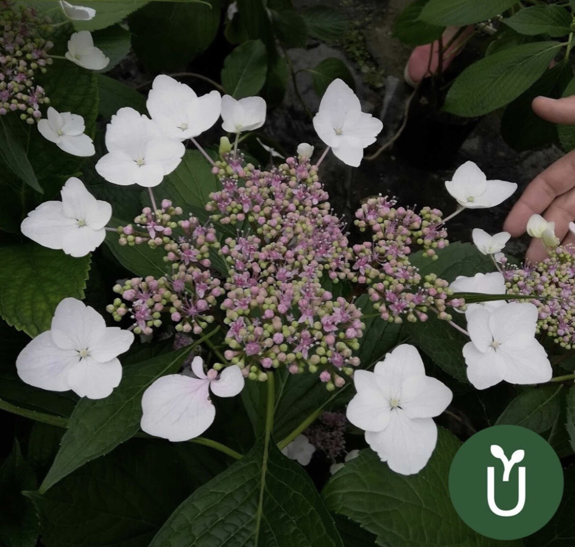 HORTENCIA JAPONICA
