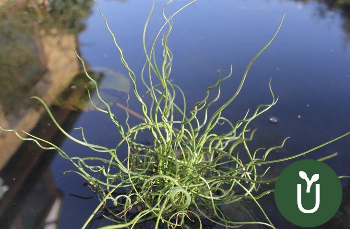 JUNCO ESPIRAL