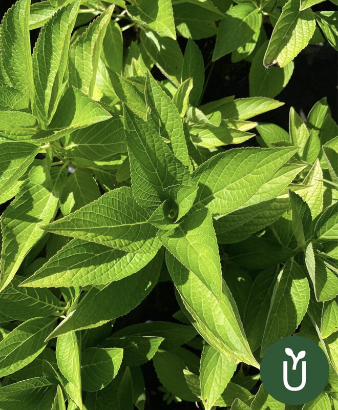 HORTENCIA JAPONICA