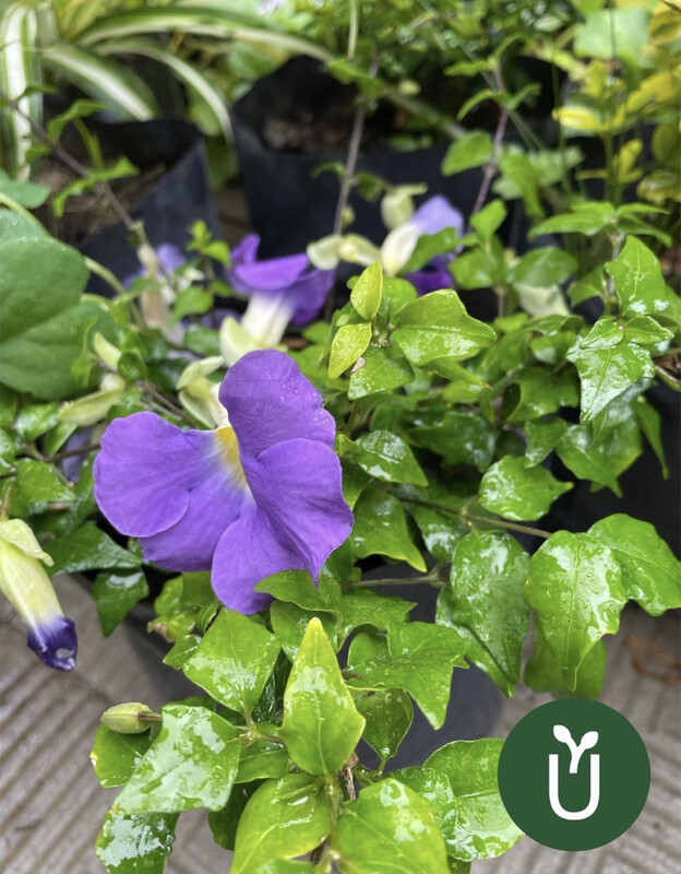 THUNBERGIA