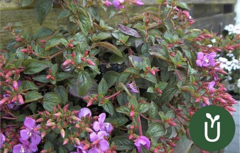 CENTRADENIA