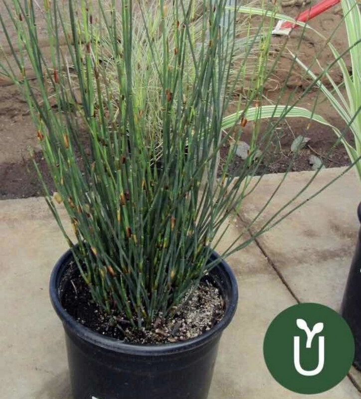 CHONDROPETALUM