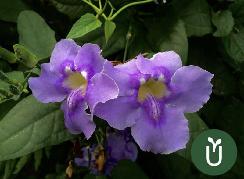 THUNBERGIA
