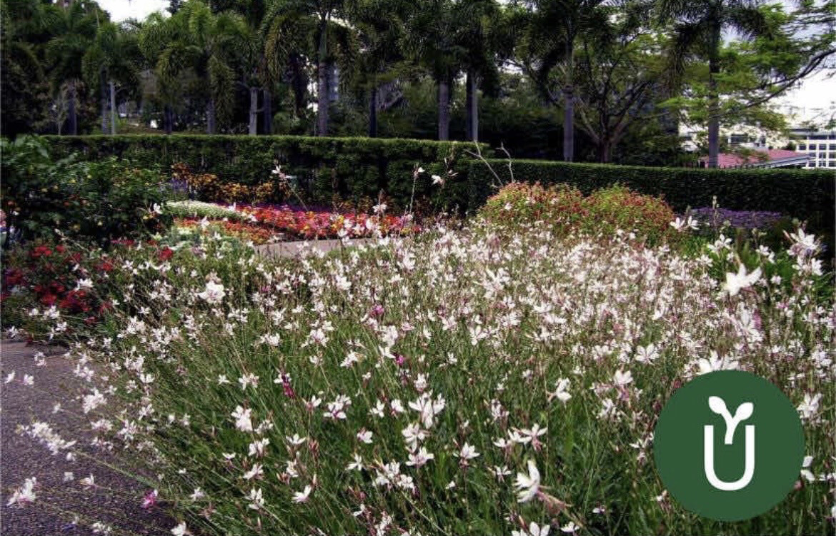 GAURA