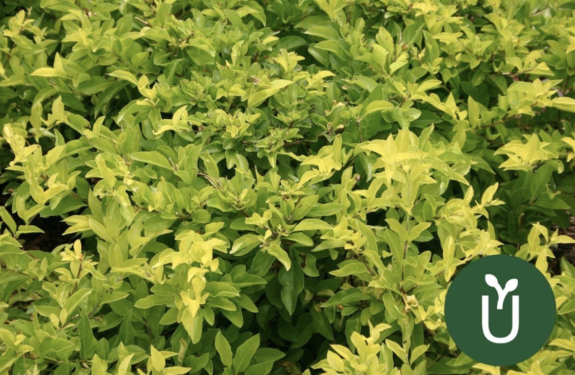 DURANTA AUREA
