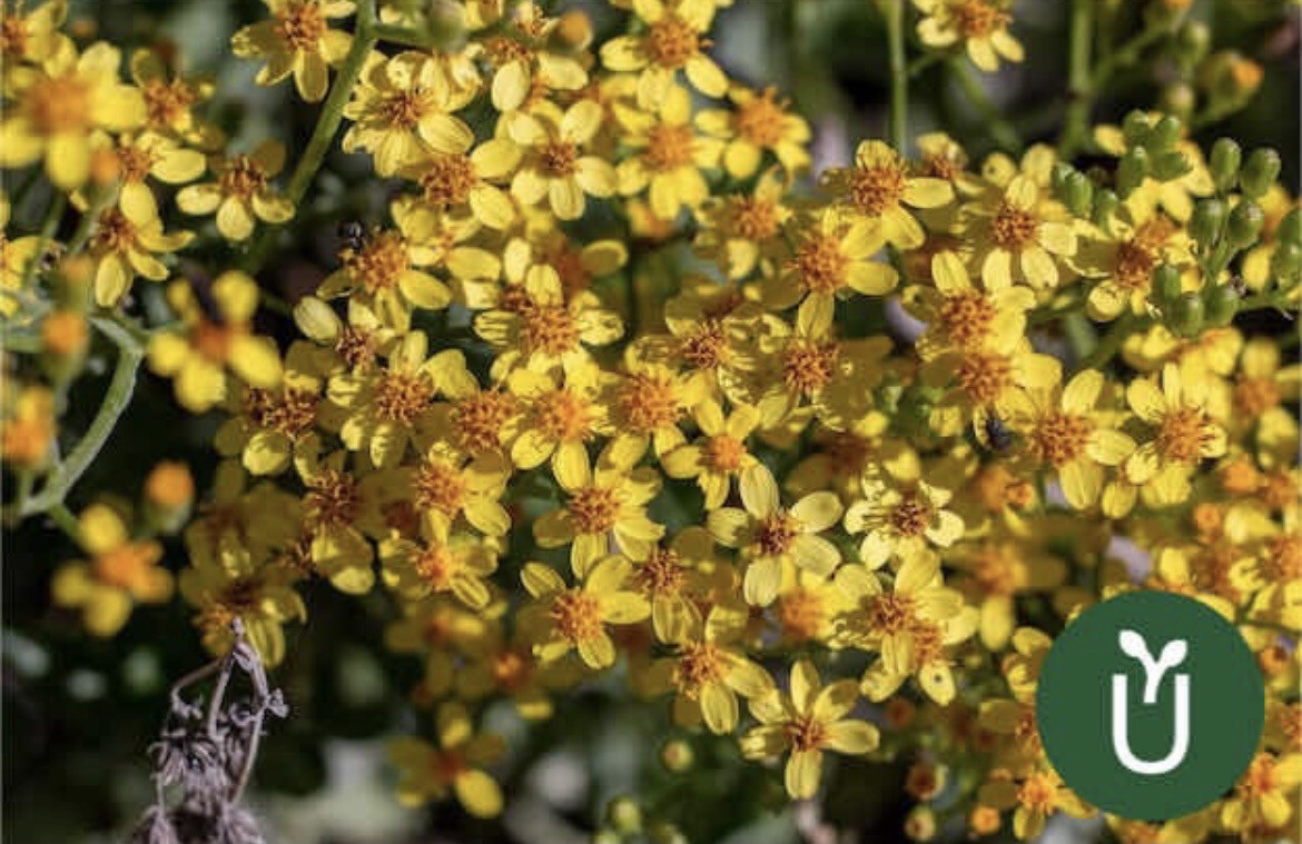 SENECIO HIEDRA ANGULATUS