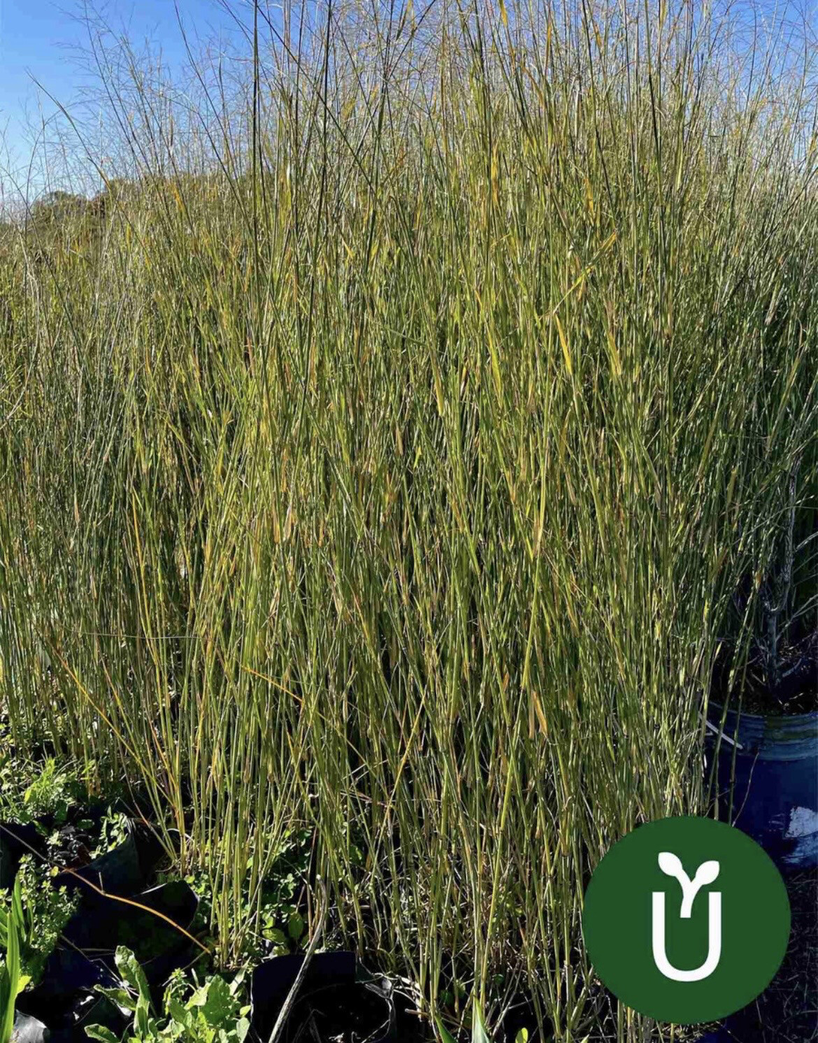PANICUM