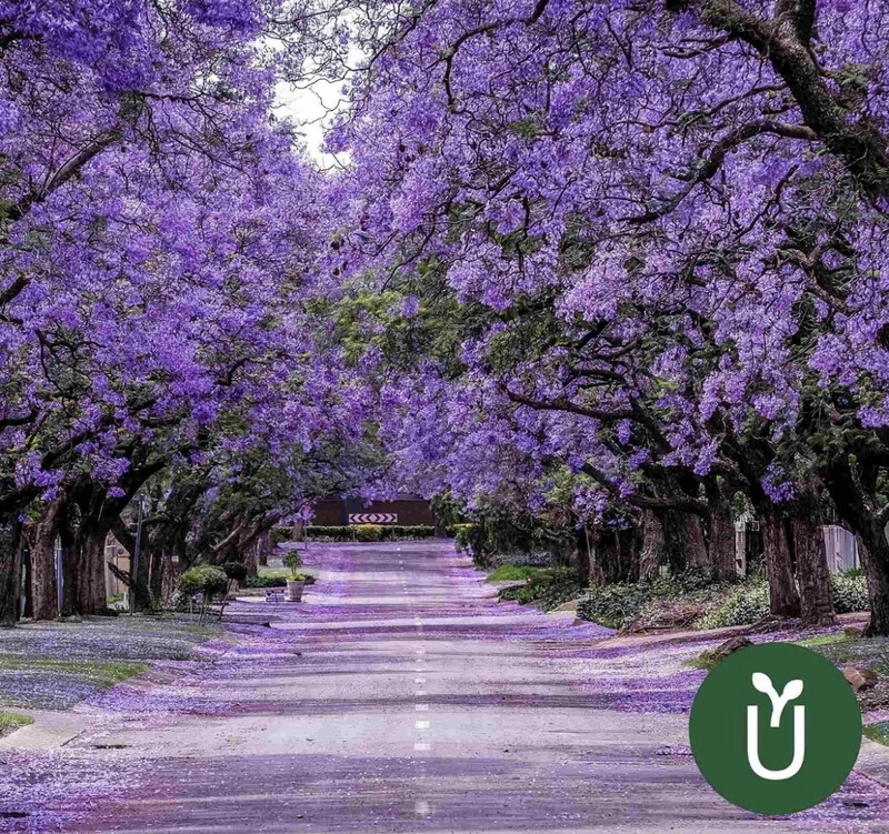 PLANTA ÁRBOL JACARANDÁ
