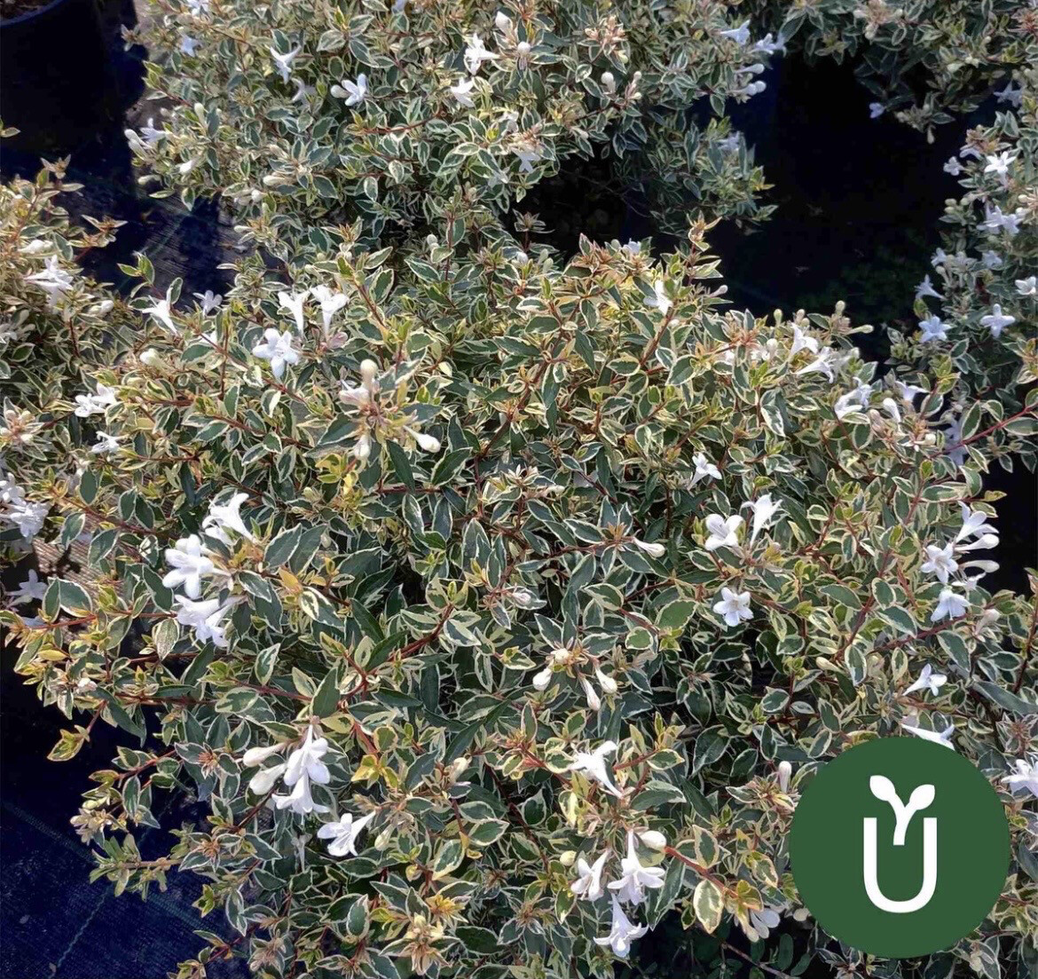 ABELIA VARIEGADA