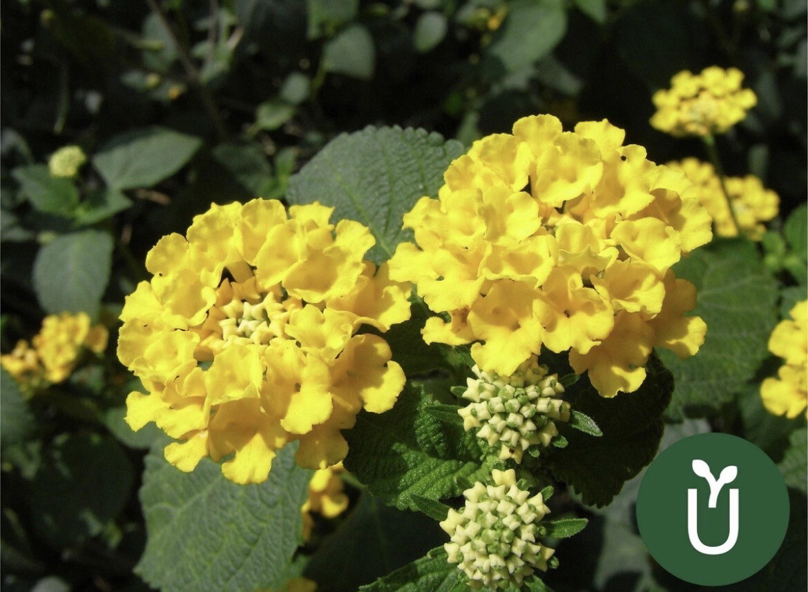 LANTANA