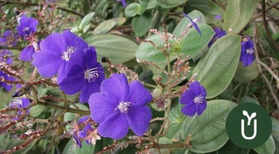 TIBOUCHINA