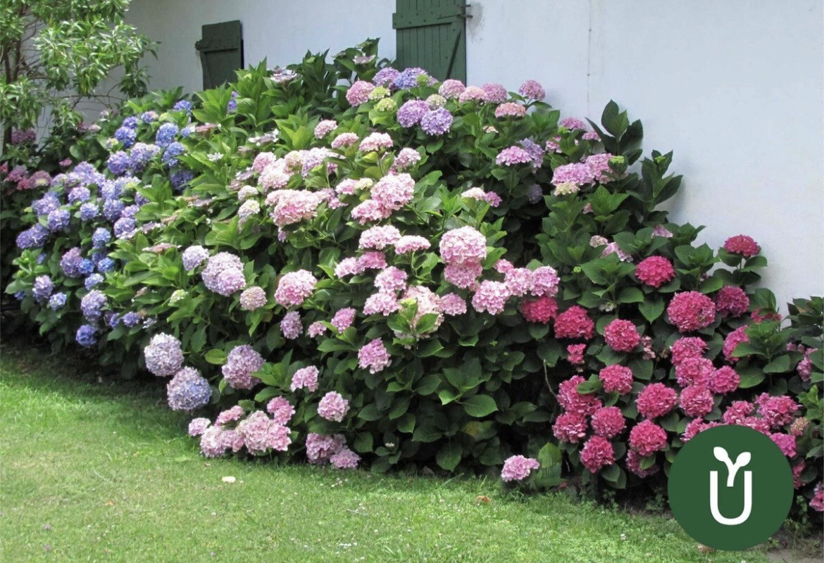 HORTENSIA