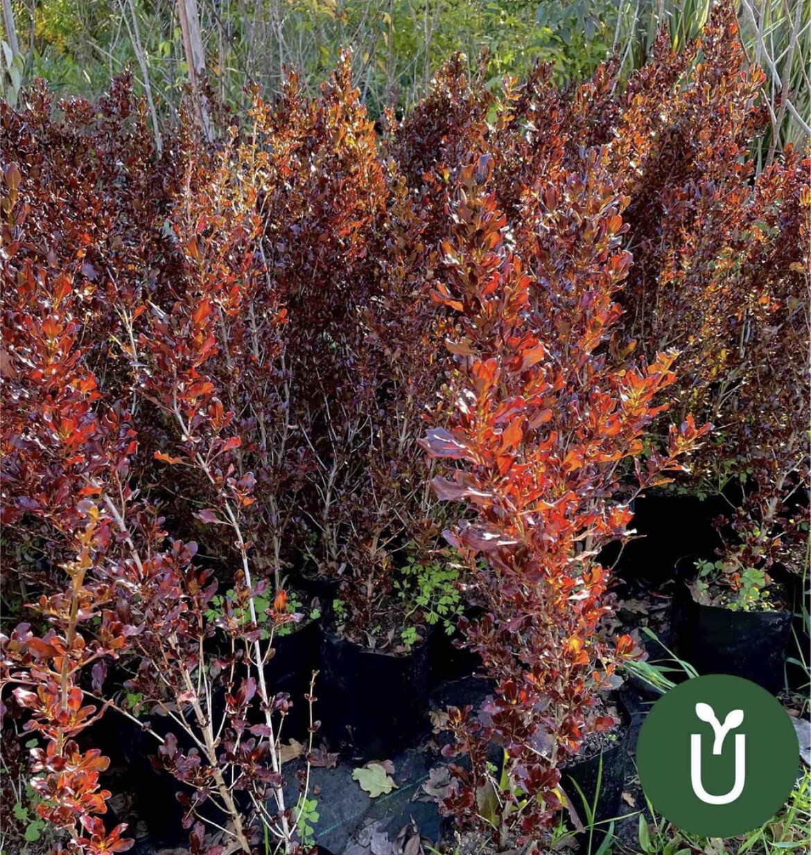 COPROSMA