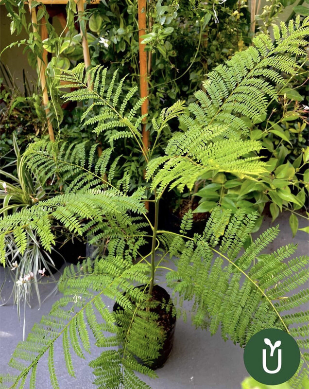 PLANTA ÁRBOL JACARANDÁ