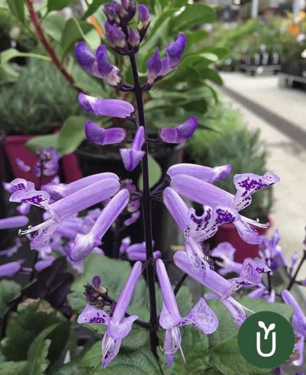 PLECTRANTHUS