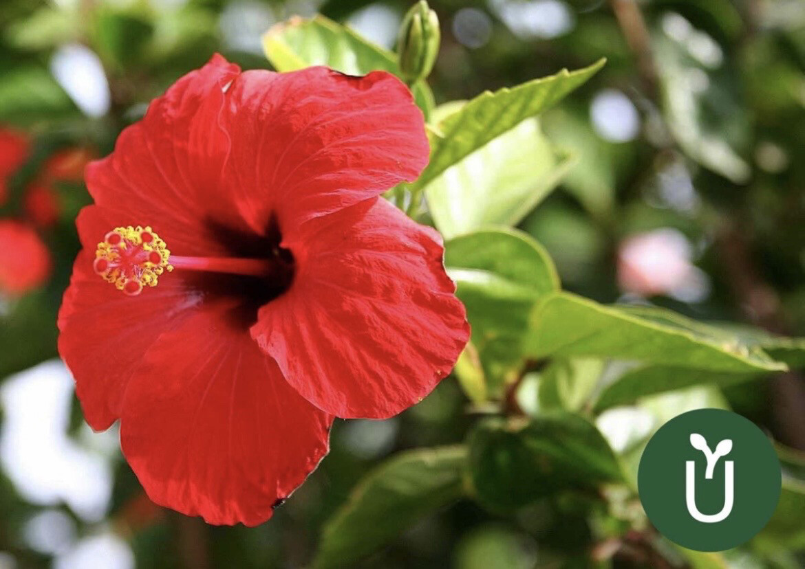 HIBISCO