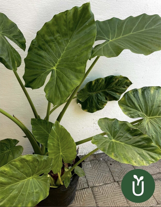 ALOCASIA - OREJA ELEFANTE