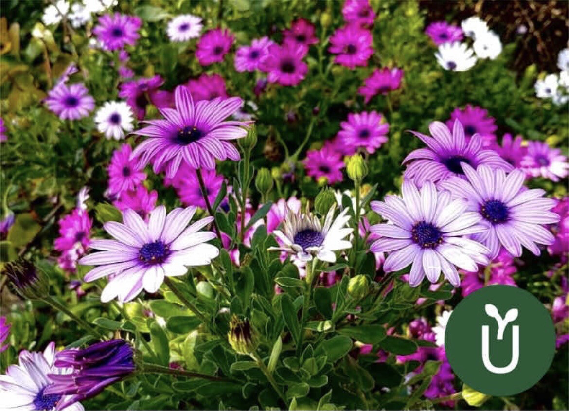 FLOR DIMORFOTECA